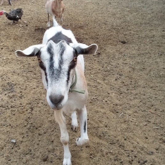 A goat at the farm.
